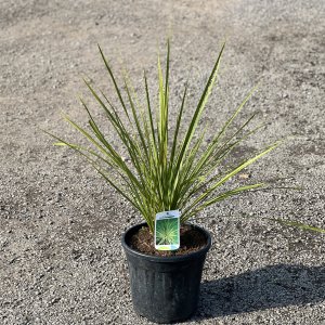 Cordyline Australis  - výška 60-80 cm, kont. C10L (-12°C)